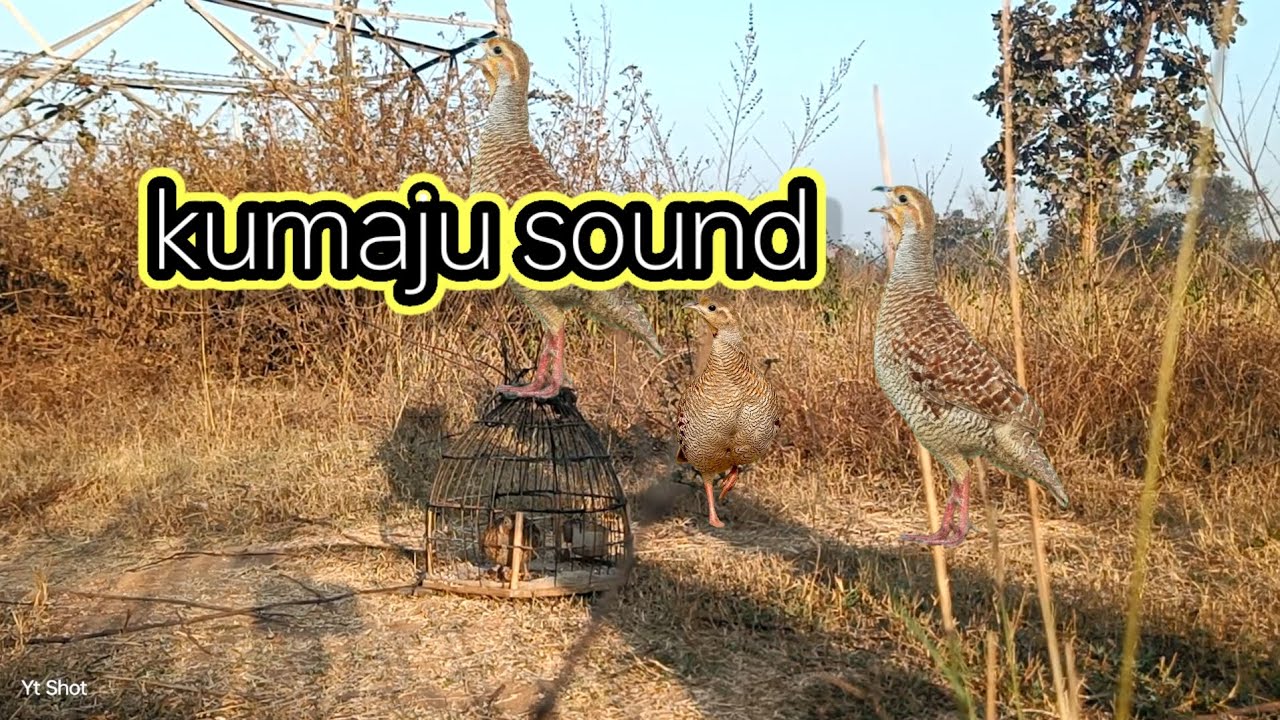 18 February 2026 kumaju sound box teetar awaaz grey francolin voice partridge hunting sound titeer 