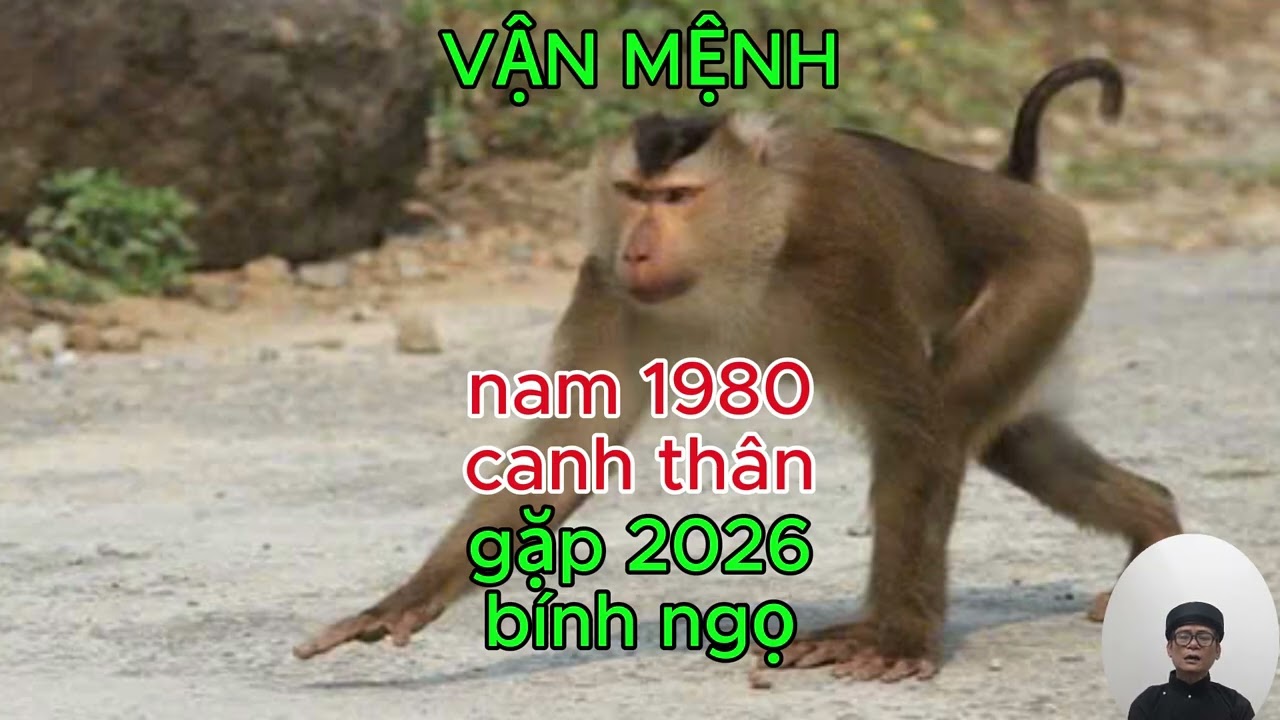 TỔNG QUAN TỐT XẤU NAM CANH THÂN 1980 gặp 2026