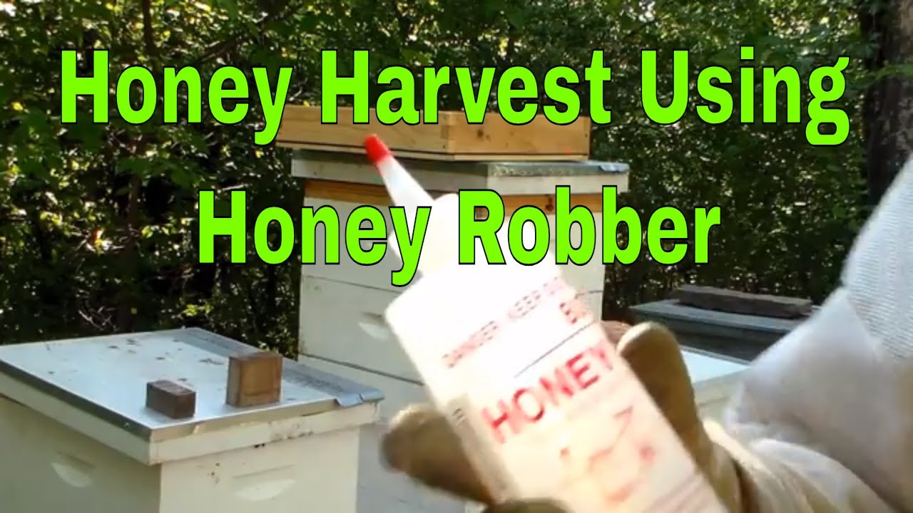 Beekeeping: Harvesting Honey Supers using Mann Lake Honey Robber (Butyric Acid)