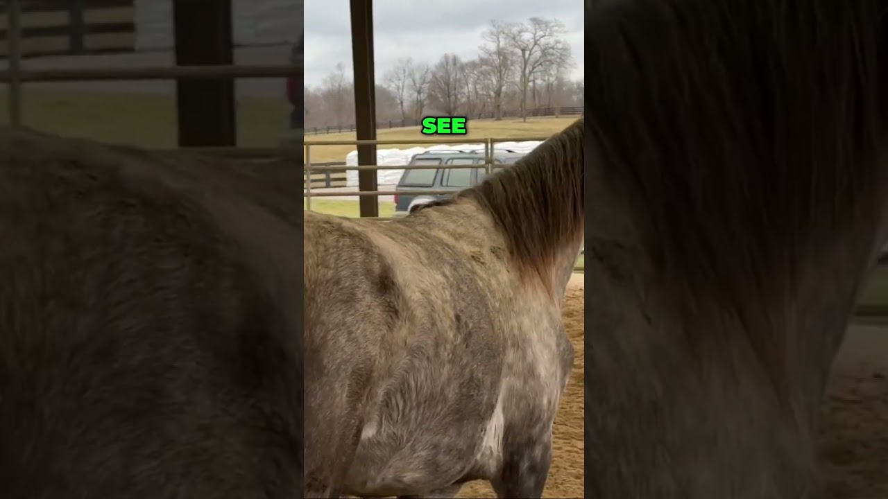 Transforming Our Horse: Groundwork Progress and Nutrition Insights