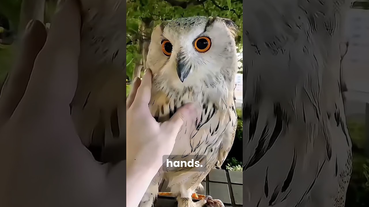 Why Owls Stay Calm Even When Threatened #animals #animalfacts #facts #wildlife #wholesome #owl