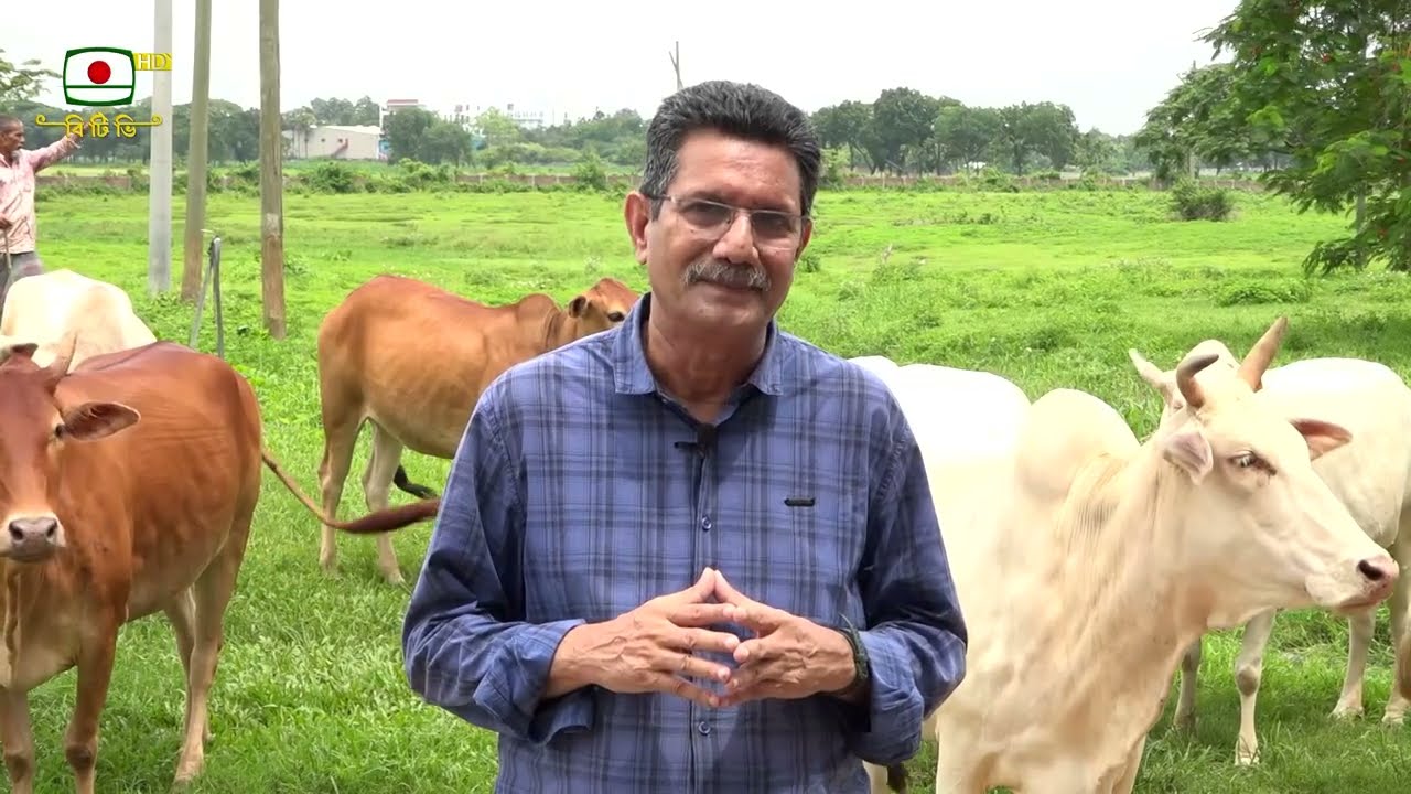 BLRI  তে গবাদি পশুর জাত নিয়ে গবেষণা