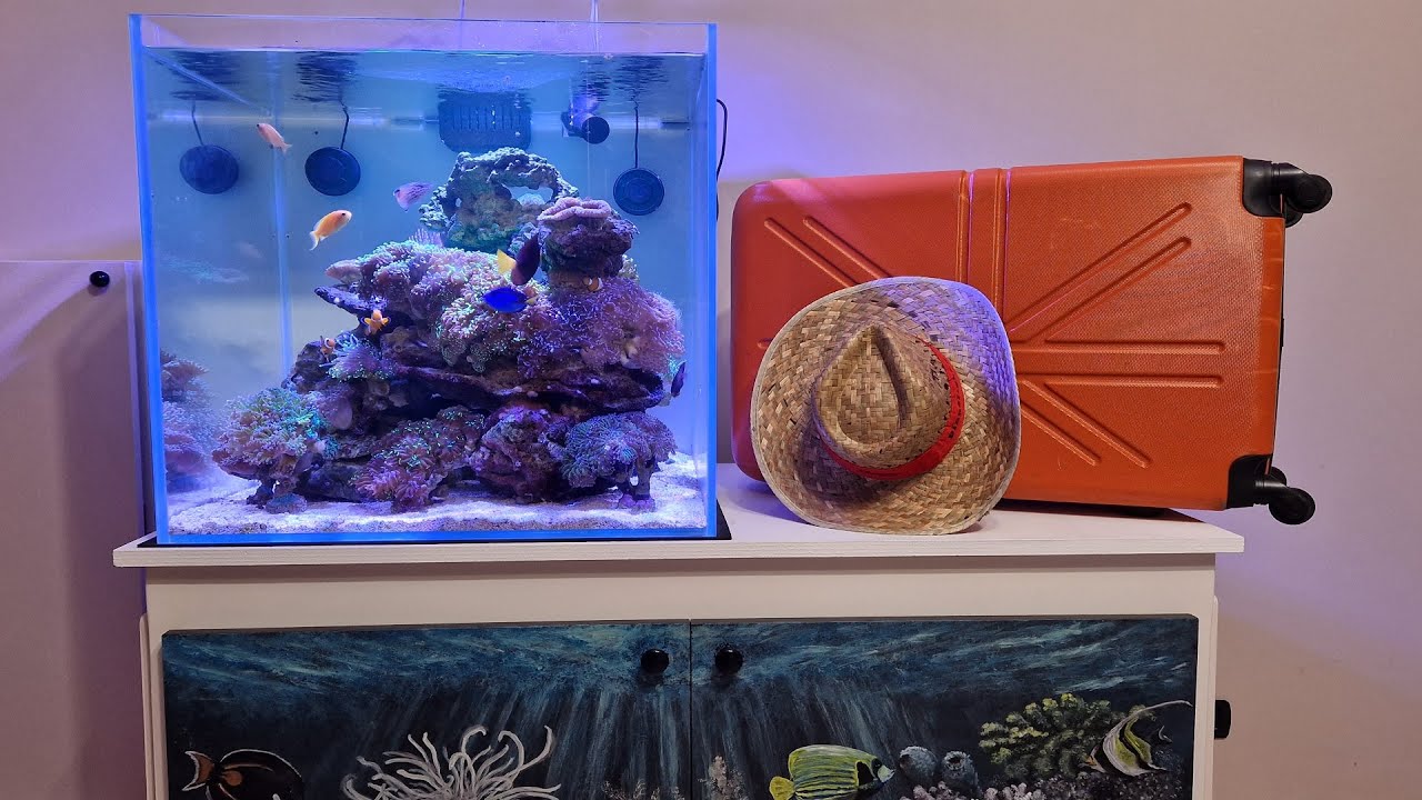 ACQUARIO MARINO - CONTROLLO PER LE VACANZE