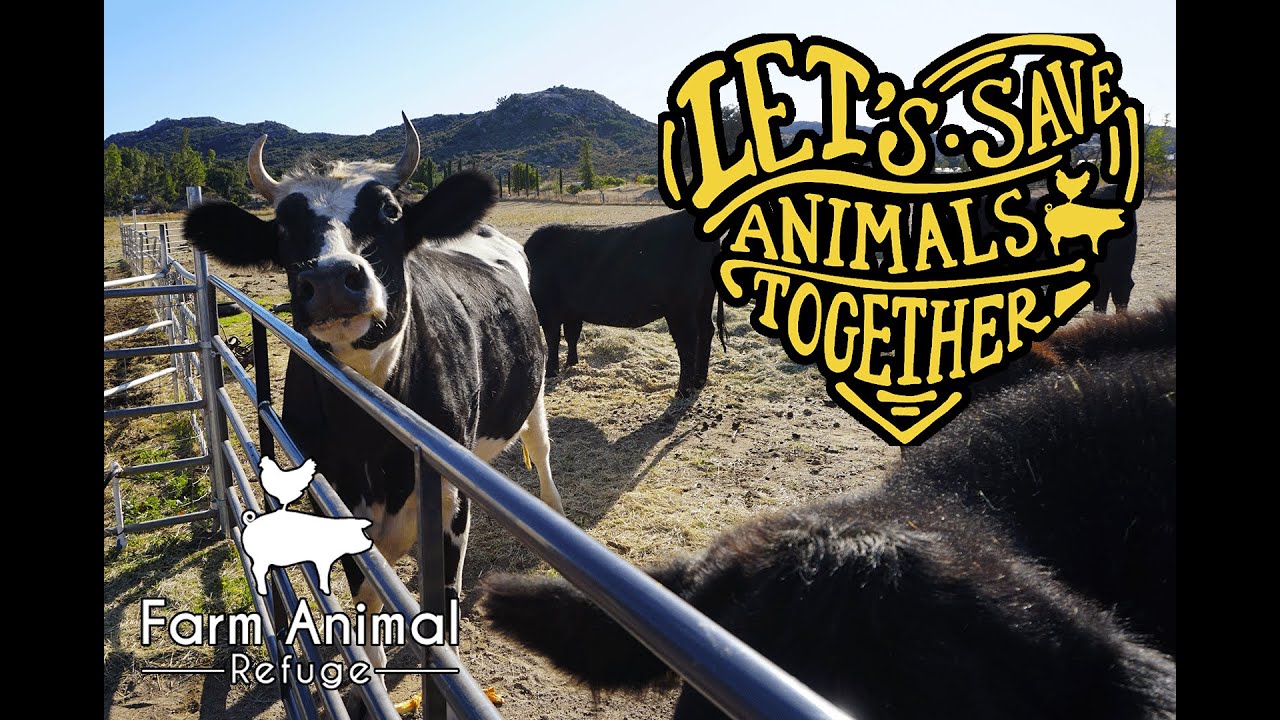 Visiting The Farm Animal Refuge!!