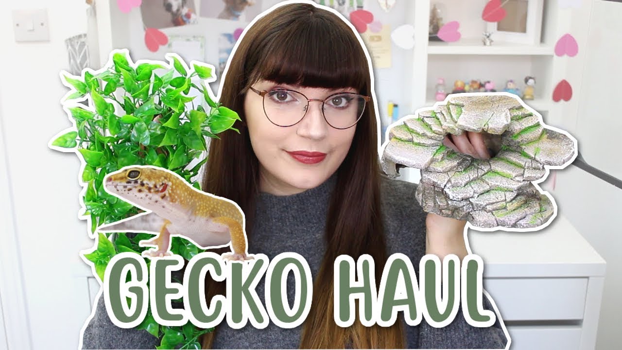 LEOPARD GECKO SUPPLY HAUL