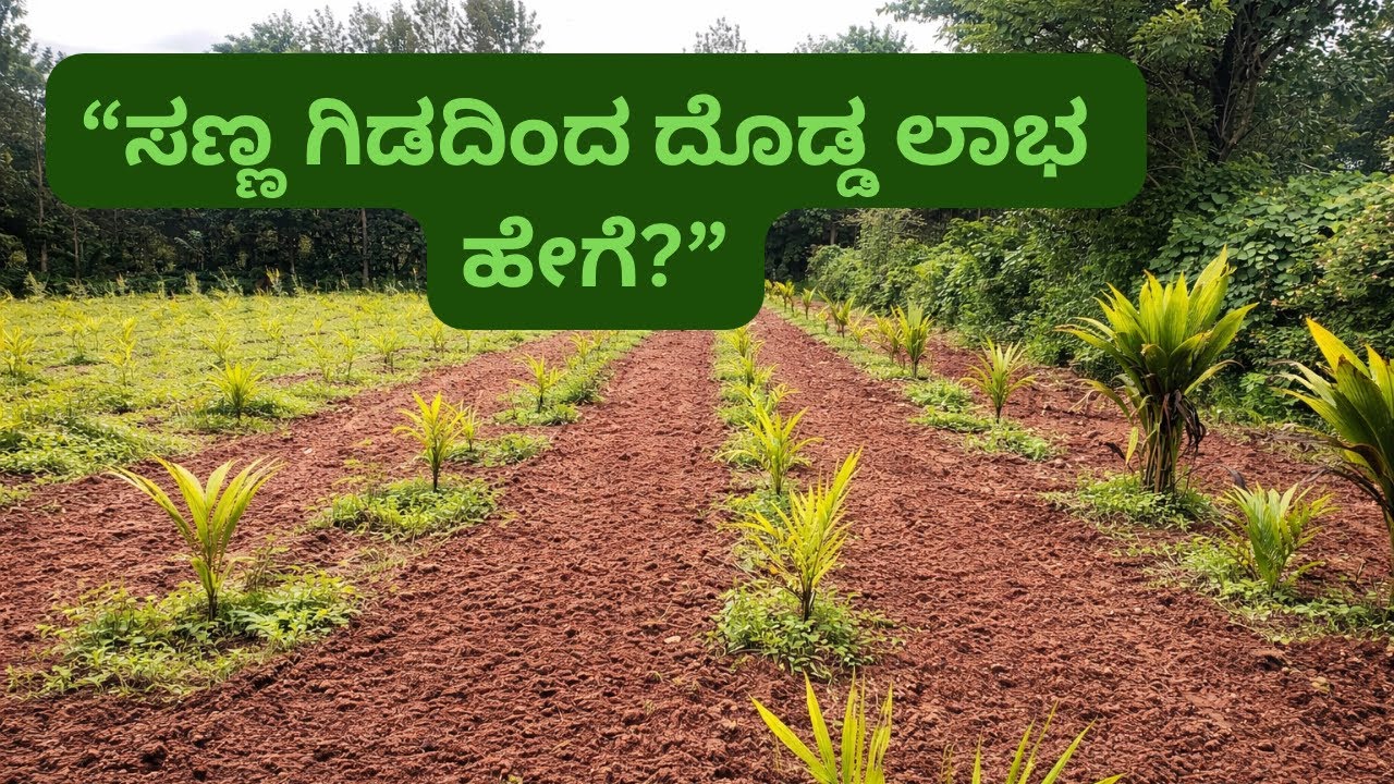 Happy Habits | ಅಡಿಕೆ ಬೆಳೆ ಮೊದಲು ಇದನ್ನು ತಿಳಿಯಿರಿ | ಮಣ್ಣು ಮತ್ತು ಹವಾಮಾನ ಸಂಪೂರ್ಣ ಮಾಹಿತಿ Part-1