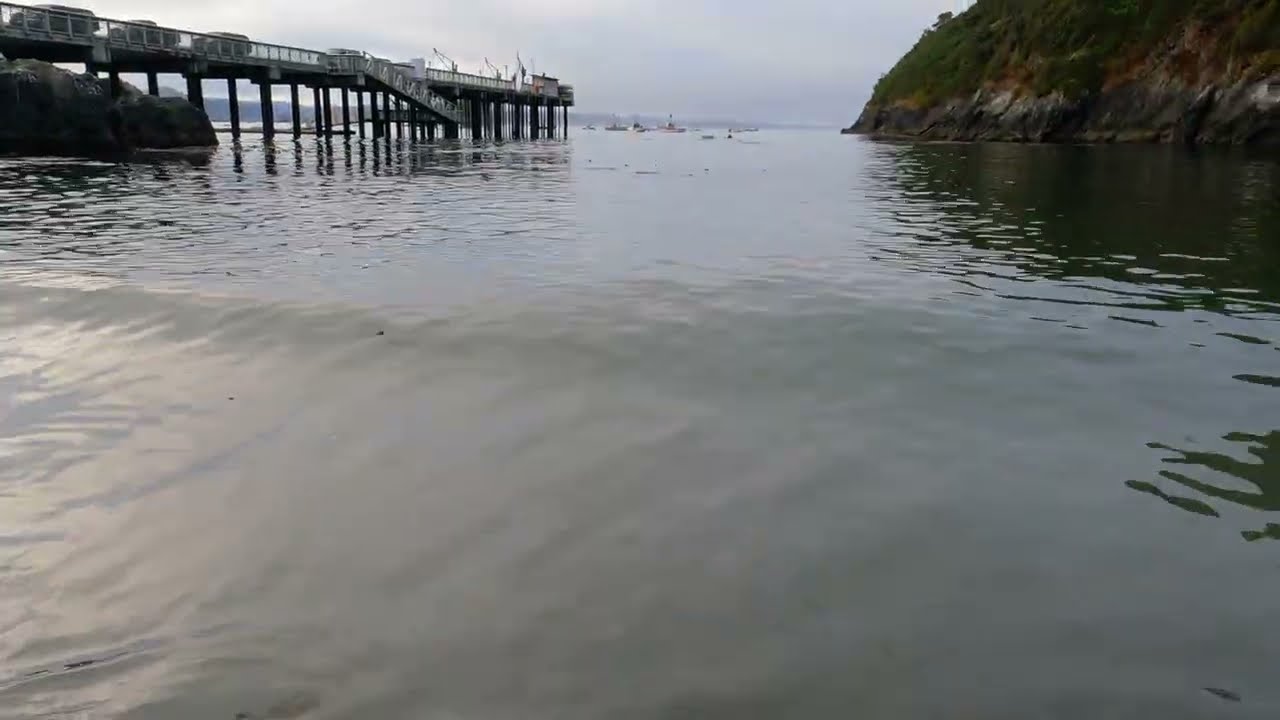 Chilly morning swim by the pier in Trinidad, CA #trinidadcalifornia #humboltcoast