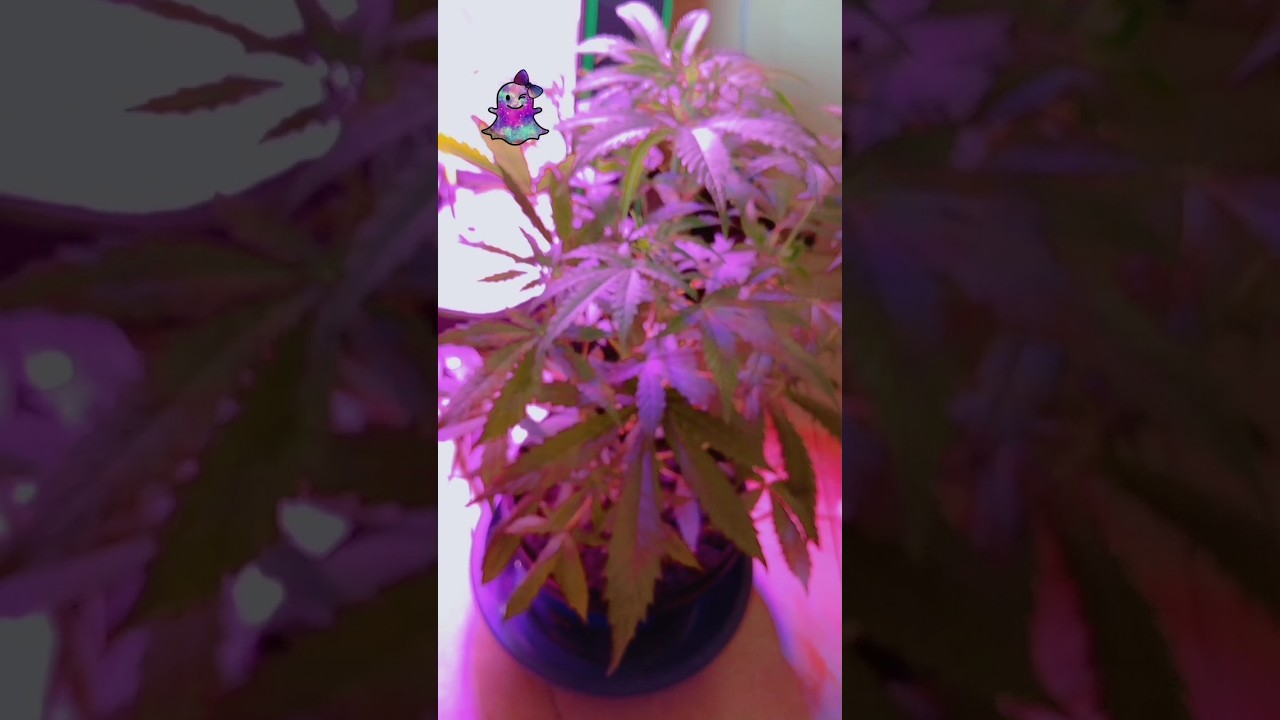 Super Skunk Auto Week 1-2( Week 6/7)  Early flowering Stage