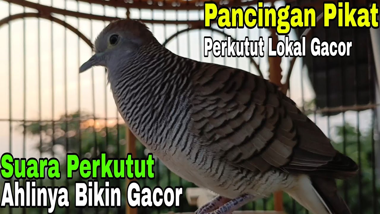 PERKUTUT LOKAL GACOR PANCINGAN AHLI PIKAT PERKUTUT LOKALAN ALAM