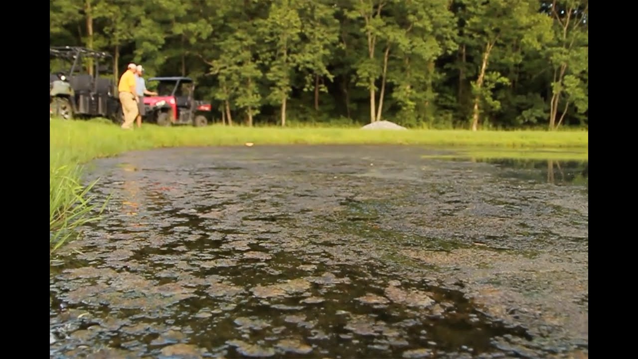 Controlling Weeds in Your Pond with Southeastern Pond Management