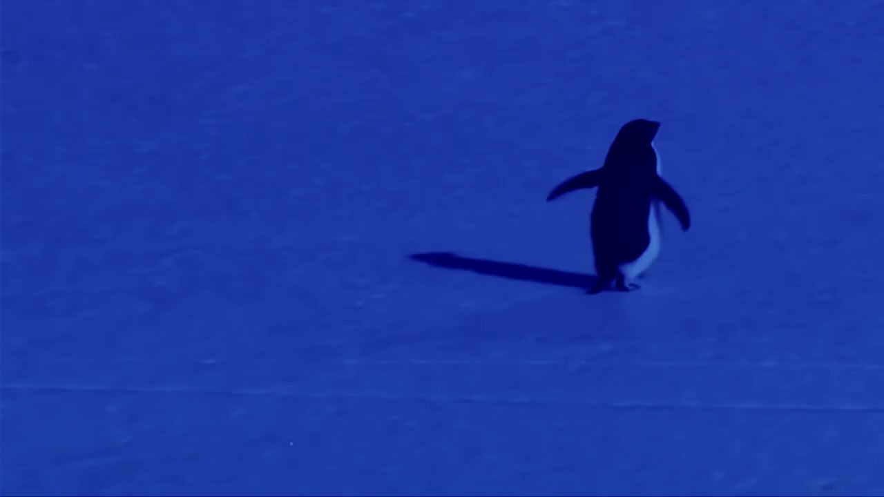 The Mountain Penguin (Gigi D’Agostino – L’Amour Toujours Organ Slowed Instrumental)