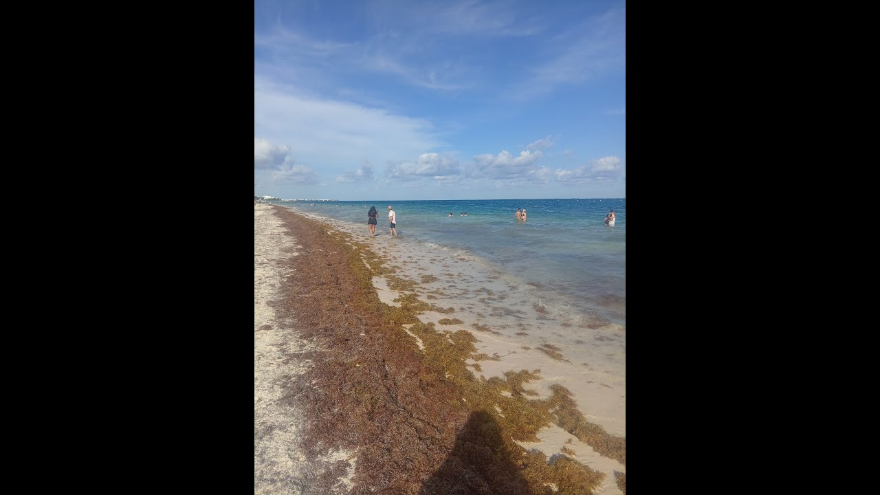 🌿🌊SARGASSUM ARRIVAL ALERT 2026 - 👉Mexico - Puerto Morelos