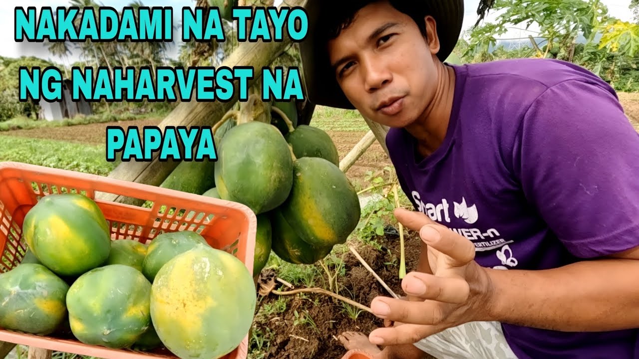 Naka dami na TAYO NG NAHARVEST NA PAPAYA
