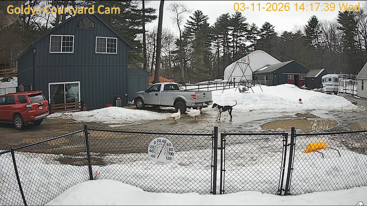 Goldy'sCourtyardCam.  TomTurkeyDefends&ProtectsTasminTurkeyFromWillow.GoodBoyTom 👍🏻🤎