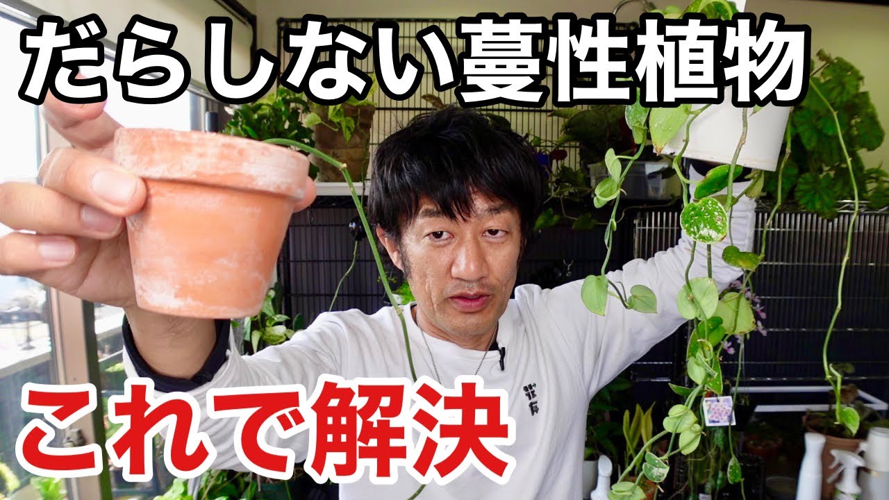 【酷い姿】蔓性観葉植物が伸びすぎたでかい鉢に植える　【園芸超人カーメン君】