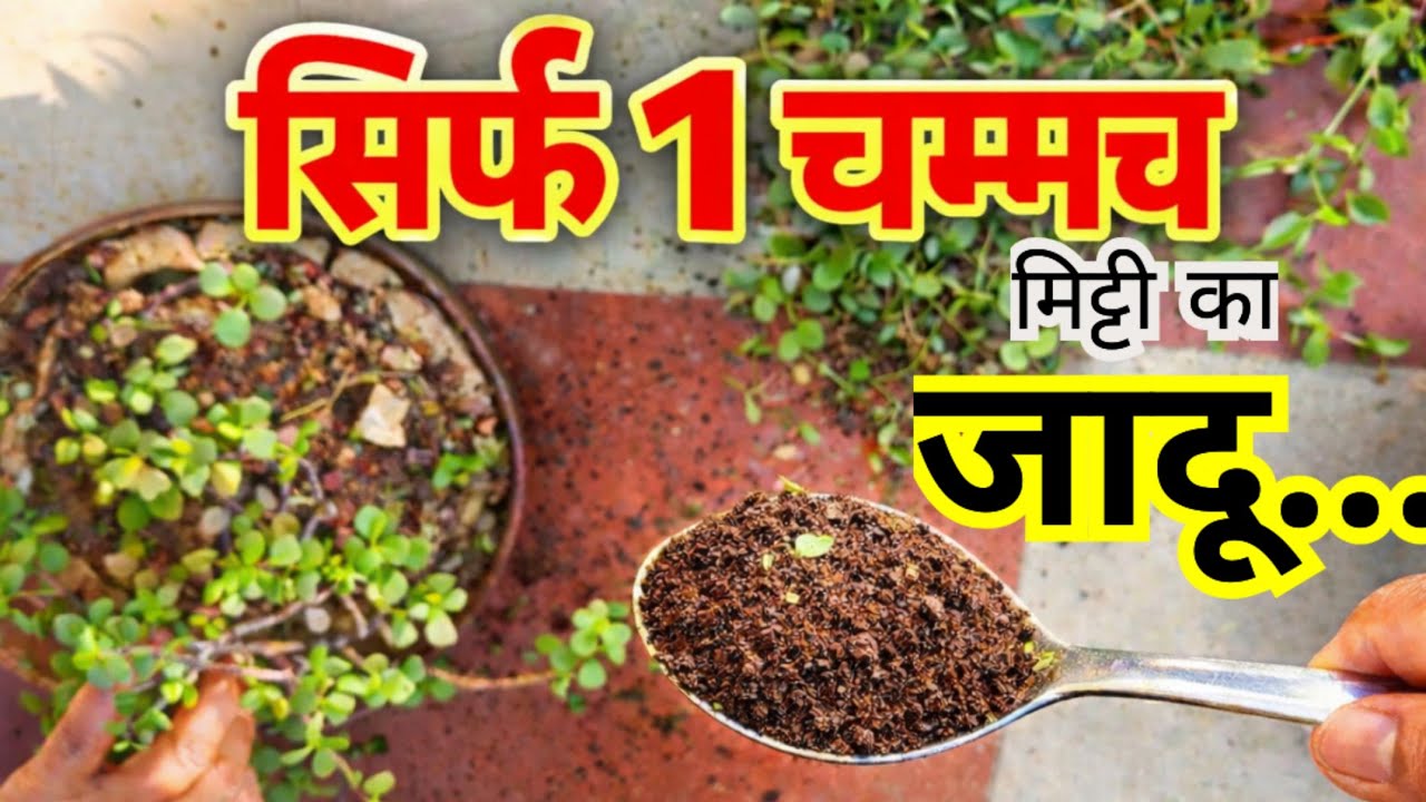एक नहीं 3-3 हो गए 😲 Sirf 1 Chammach me 🌱 Bonsai Without Pot | 100% Free Idea 
