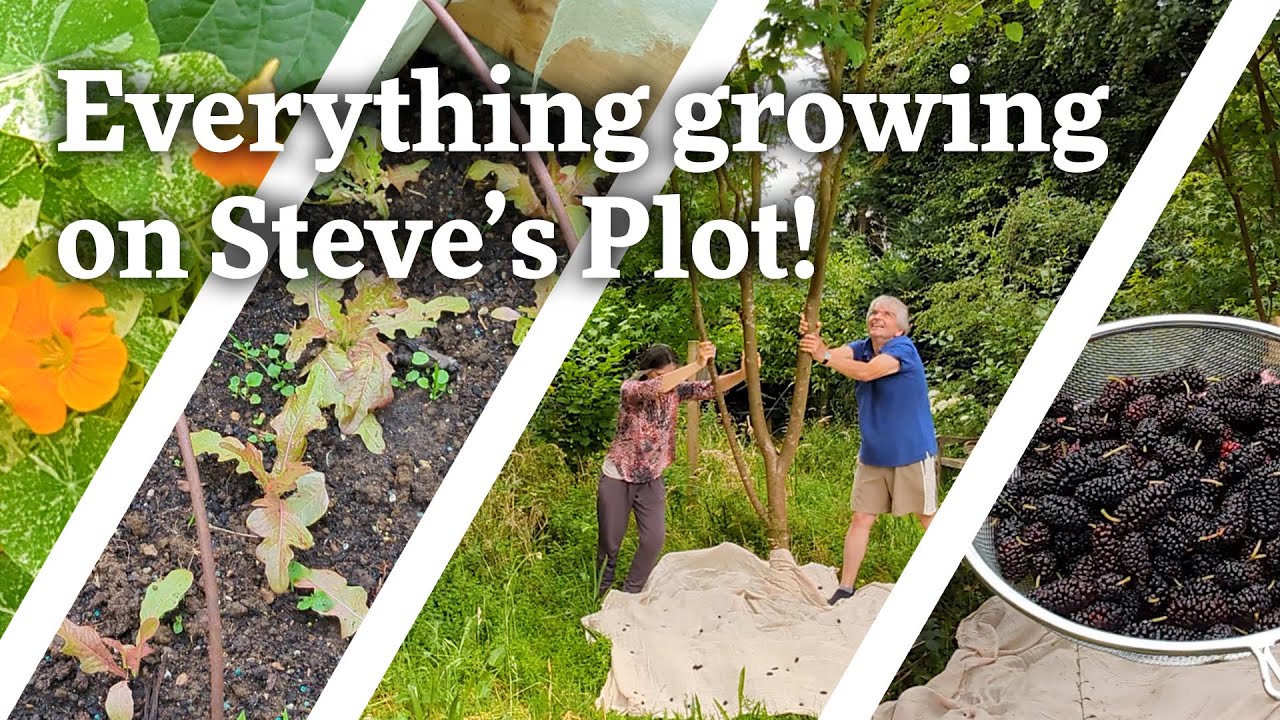 Everything Growing on Steve's Plot in August!