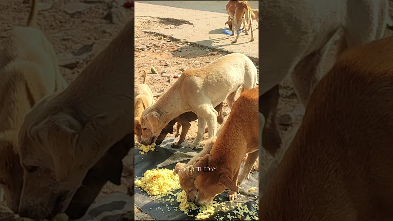 Mother dog & her puppies desperate looking for help #dogoftheday#dog #doglover#straydogs