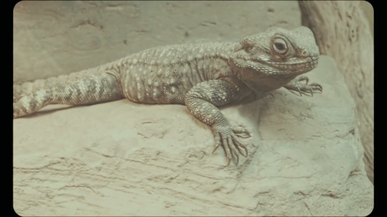 Fernvalley Wildlife Centre | BMPCC OG