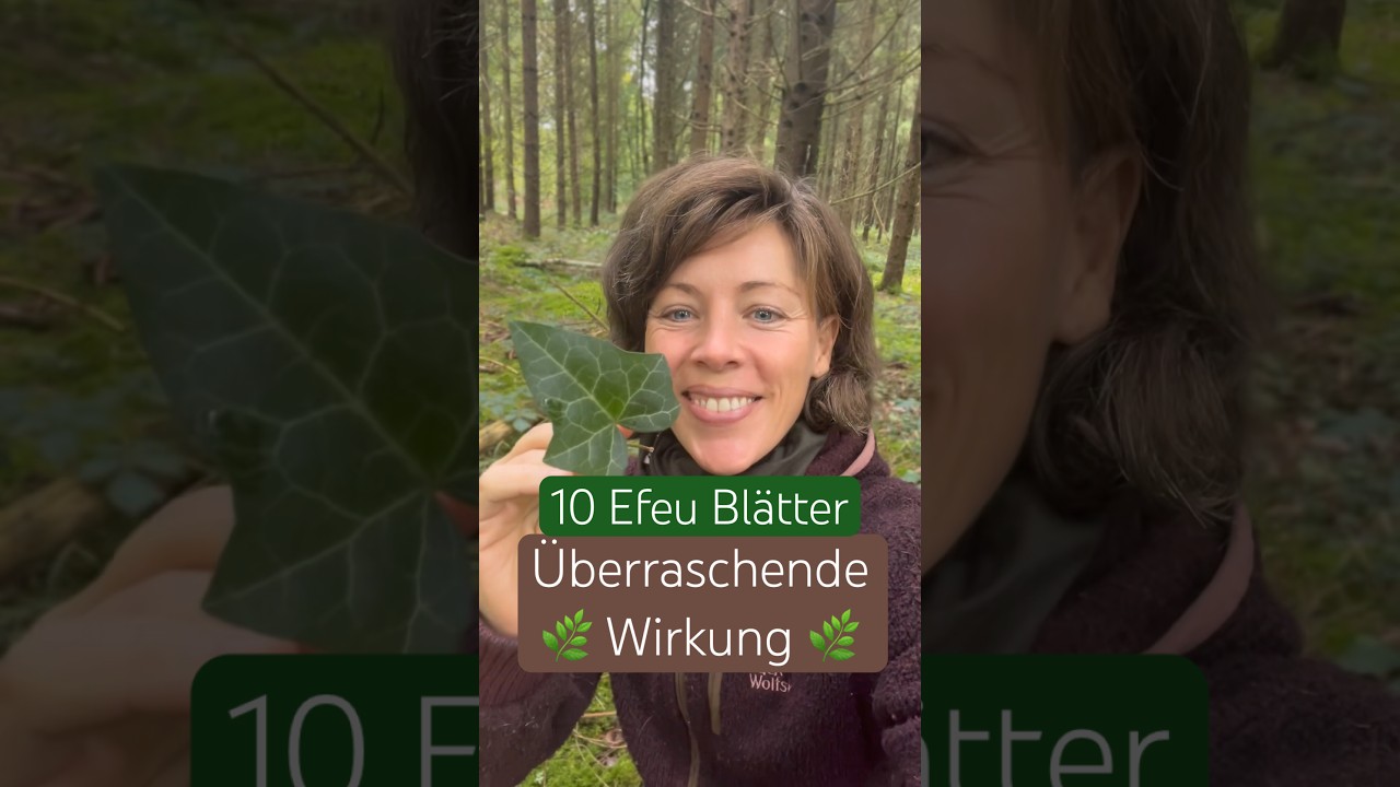 🌿 Efeu-Waschmittel 🌿 besser als Kastanie 🌰 ? waschen ohne Chemie #wildkr&auml;uter #natur #waschmittel