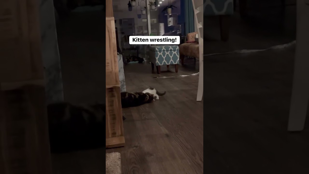 Phoebe is teaching the foster kittens proper wrestling techniques!