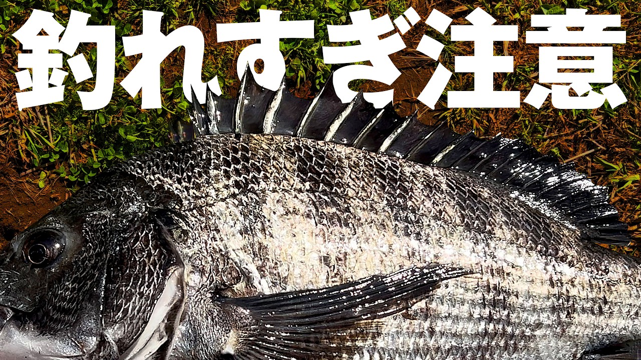 「タモがない時に限って魚が釣れる説」を検証してたらギャラリーに見守られる事態に…！【デイ チニング】