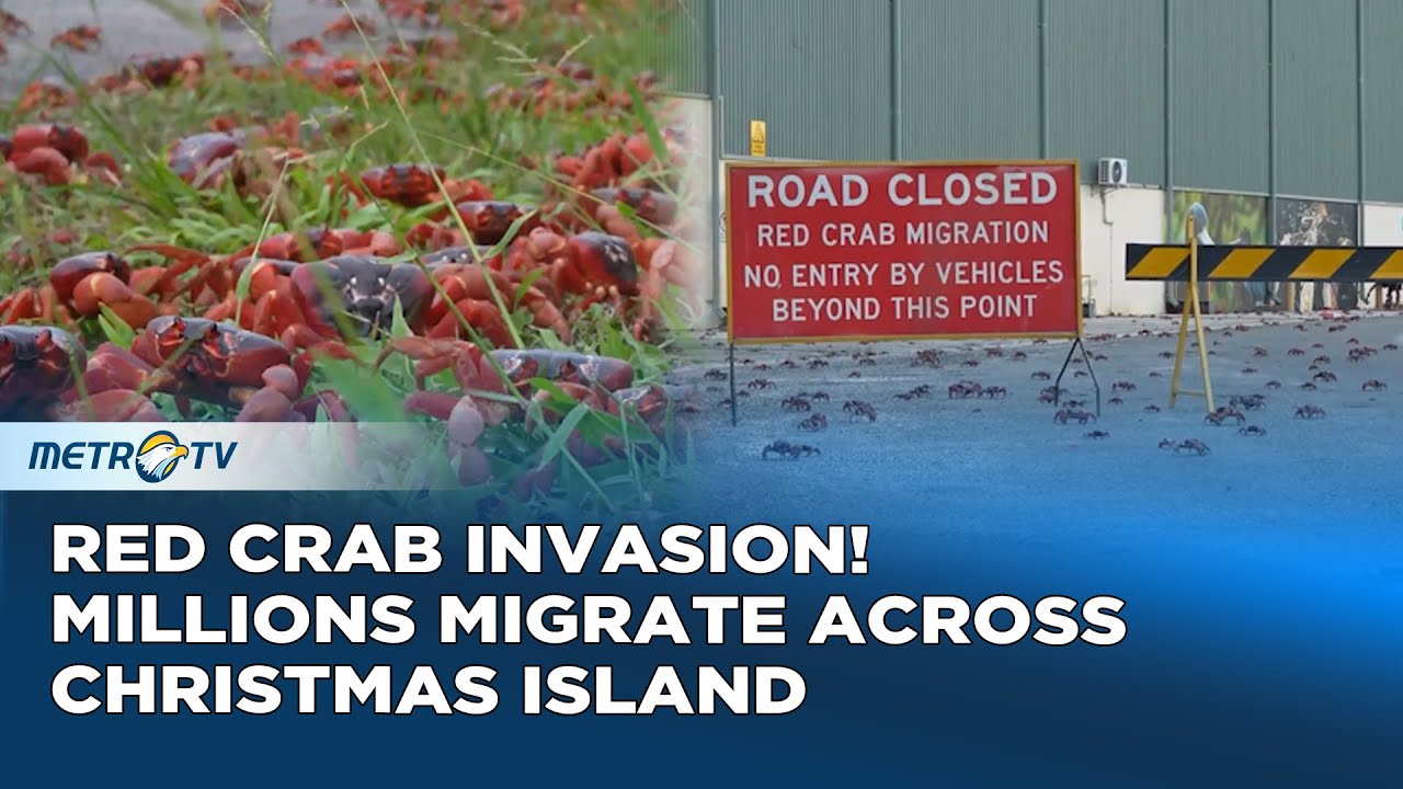 Crimson Tide! 100 Million Red Crabs Take Over Australia&rsquo;s Christmas Island