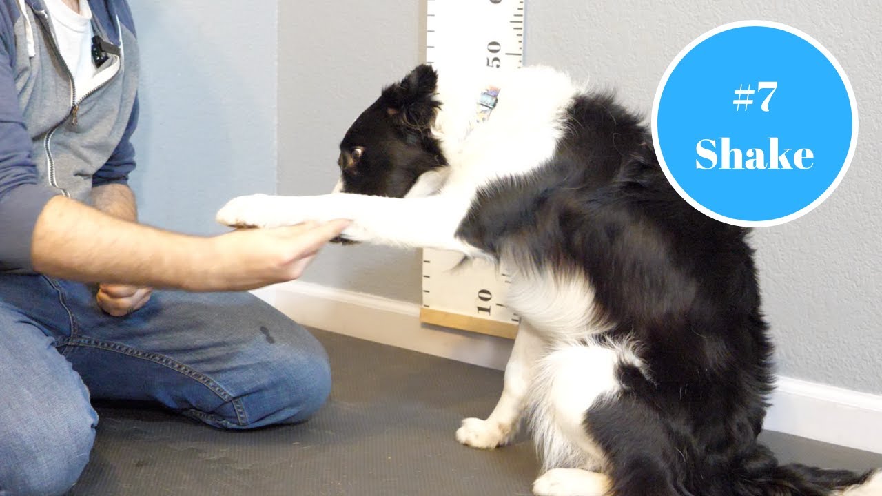 Shake A Paw - Trickmas #7
