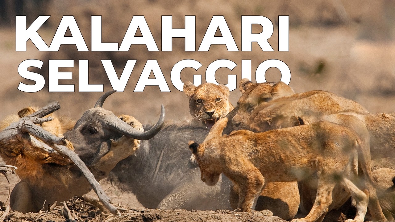 KALAHARI | La Lotta Per la Sopravvivenza nel Deserto Africano - Documentario Animali