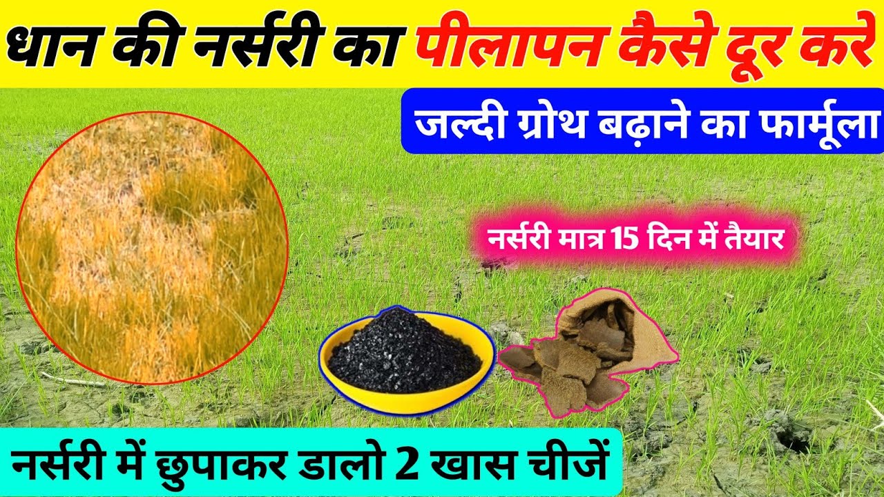 धान की पौध का पीलापन कैसे दूर करें|नर्सरी को जल्दी तैयार करने का फॉर्मूला|dhan ki nursery ka pilapan
