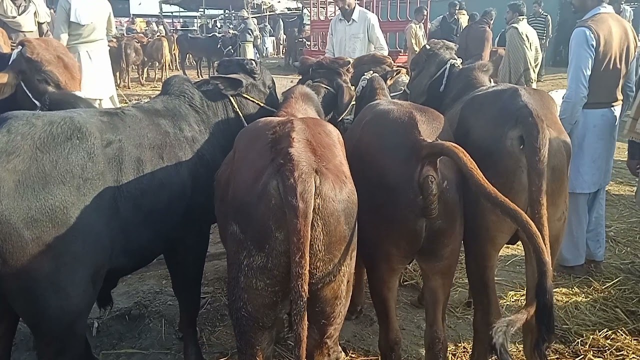 لاہور شاہ پور کانجراں منڈی میں بچھڑوں کے ریٹ بہت سستے ہیں 2021