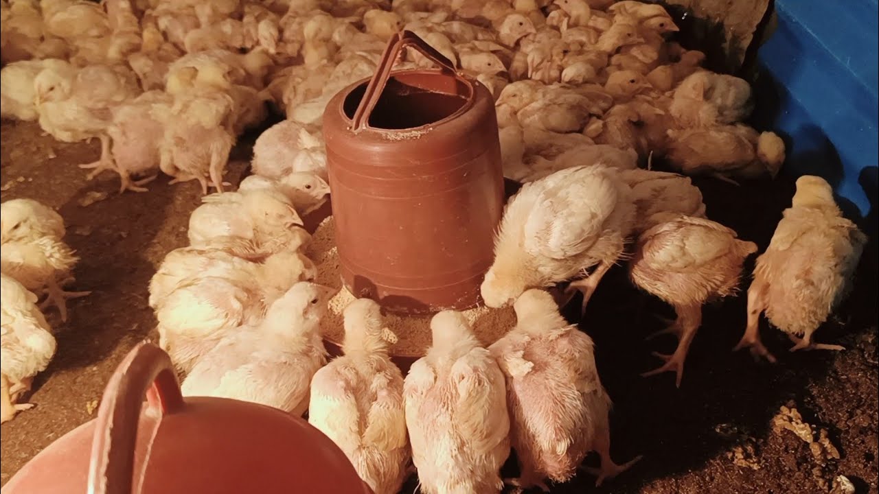 How difficult is it to raise chickens this winter animal video funny video shorts short video 