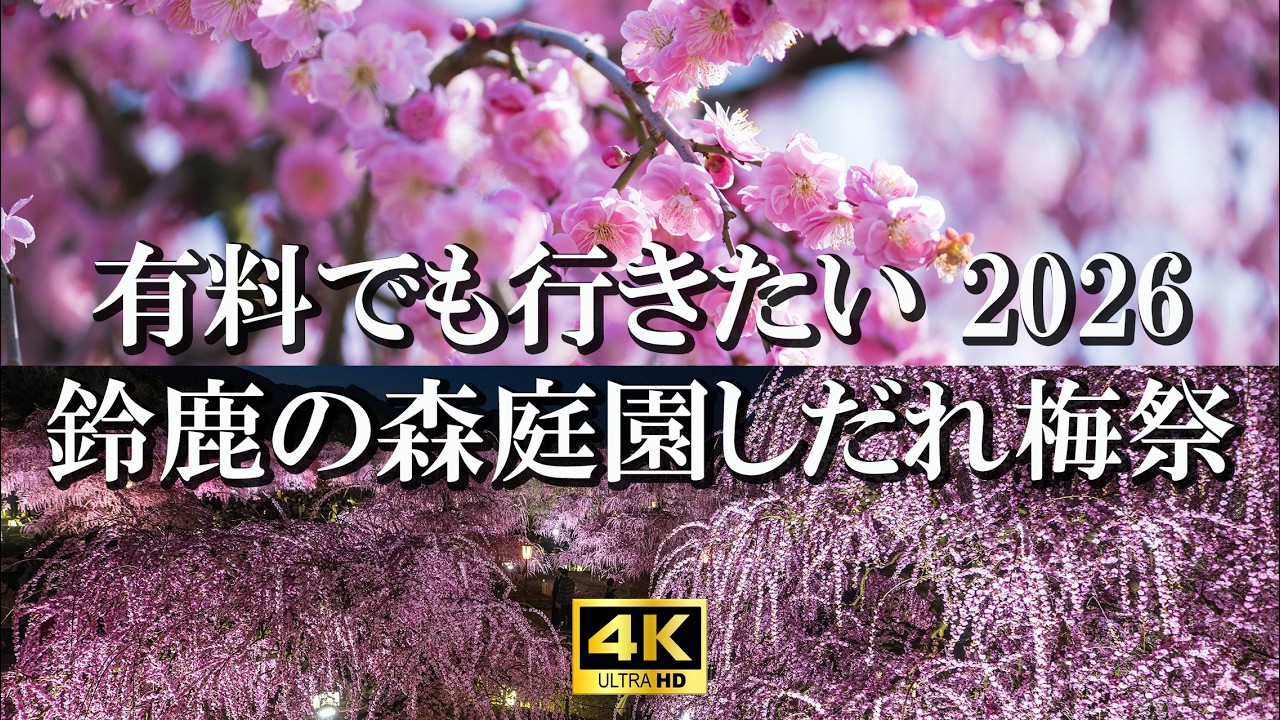 枝垂れ梅天国 鈴鹿の森庭園2026