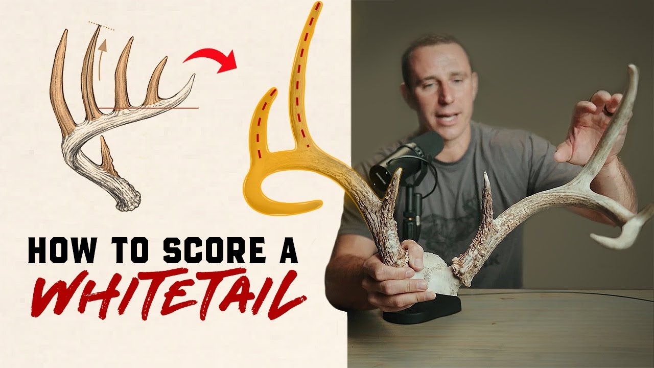 How to Score a White-tailed Buck