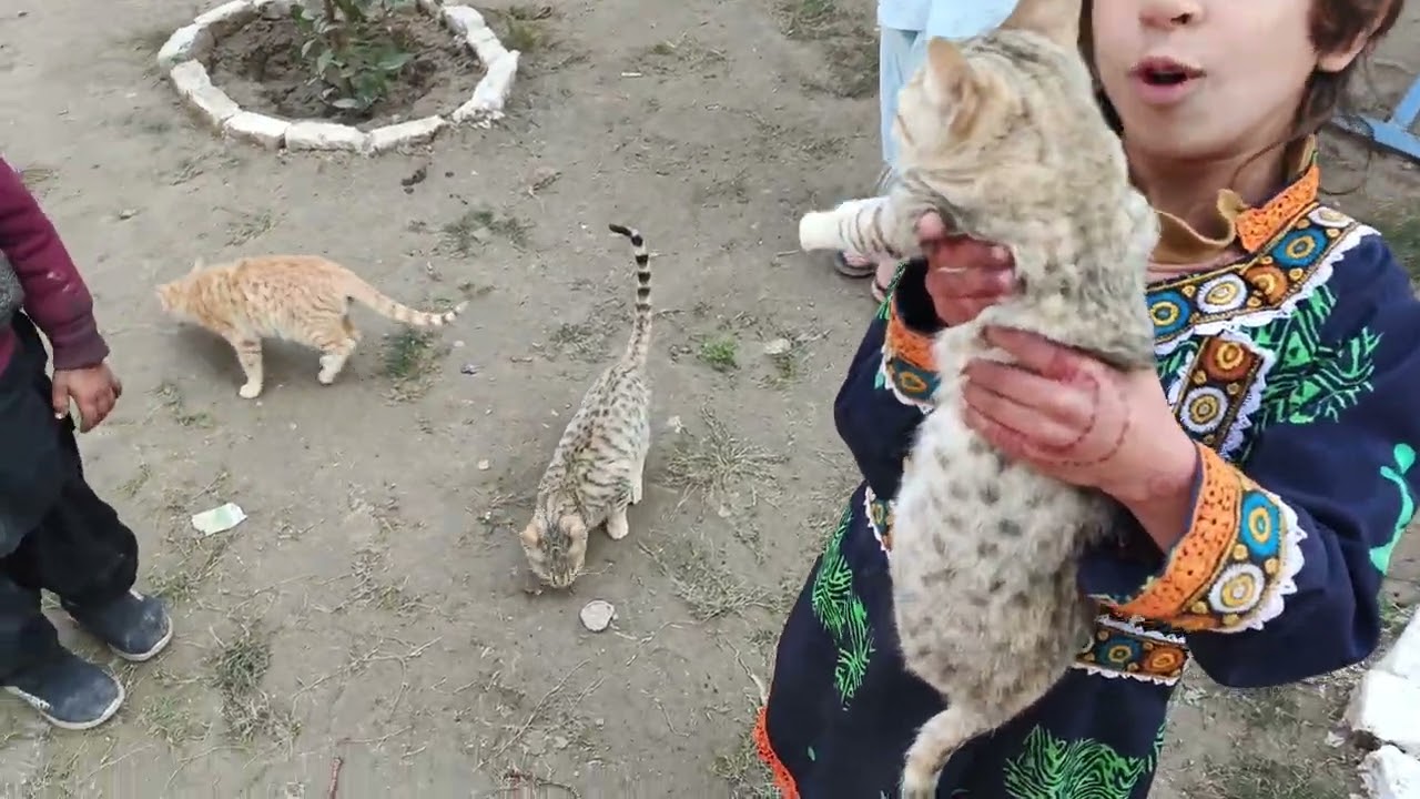 A scene of children carrying a big cat. Village people.wildlife