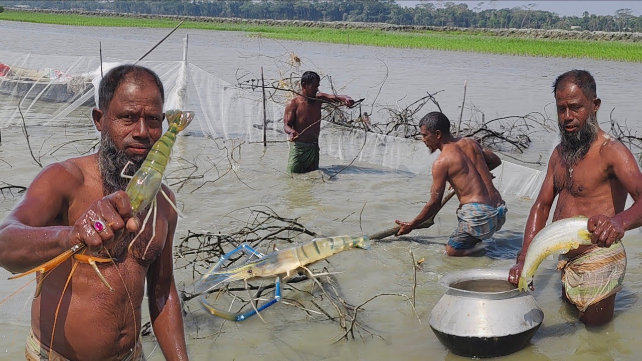 শীত শেষ হালকা পানিতে নদীতে বড় বড় মাছ ধরার কৌশল।। বোয়াল ও গলদা চিংড়ি মাছ ধরা।। River Fishing video 
