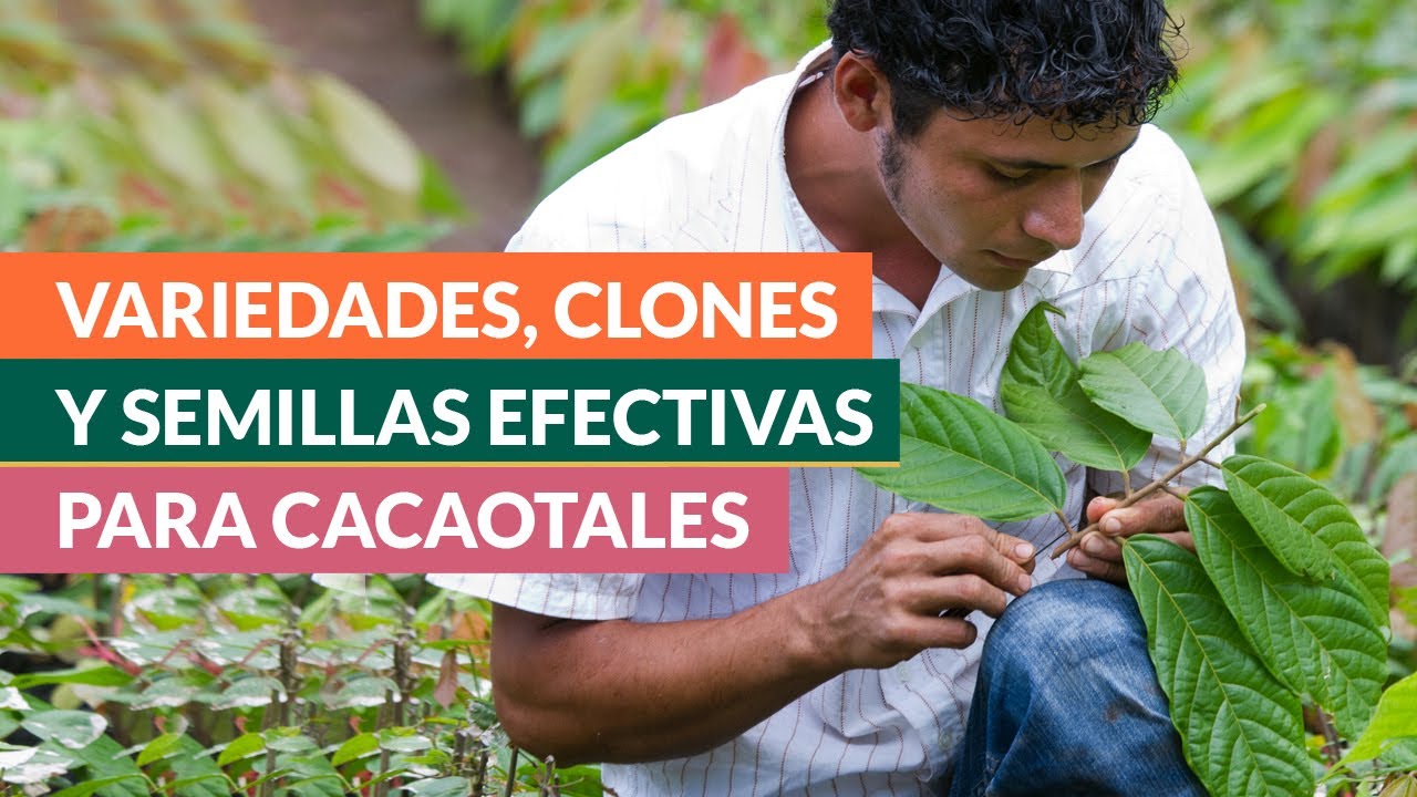 Selección de materiales de siembra recomendados para cacao