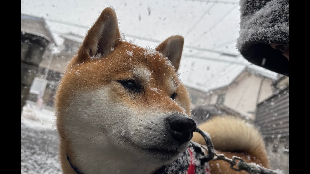 【LIVEアーカイブ】雪に疲れた柴犬よもぎ 家でリラックス🐕💤