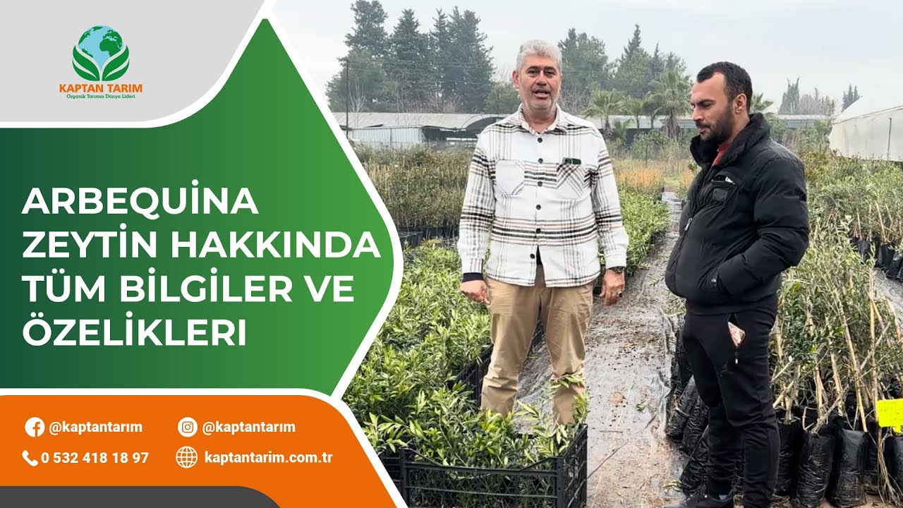 ARBEQUİNA ZEYTİN HAKKINDA TÜM BİLGİLER VE ÖZELİKLERI