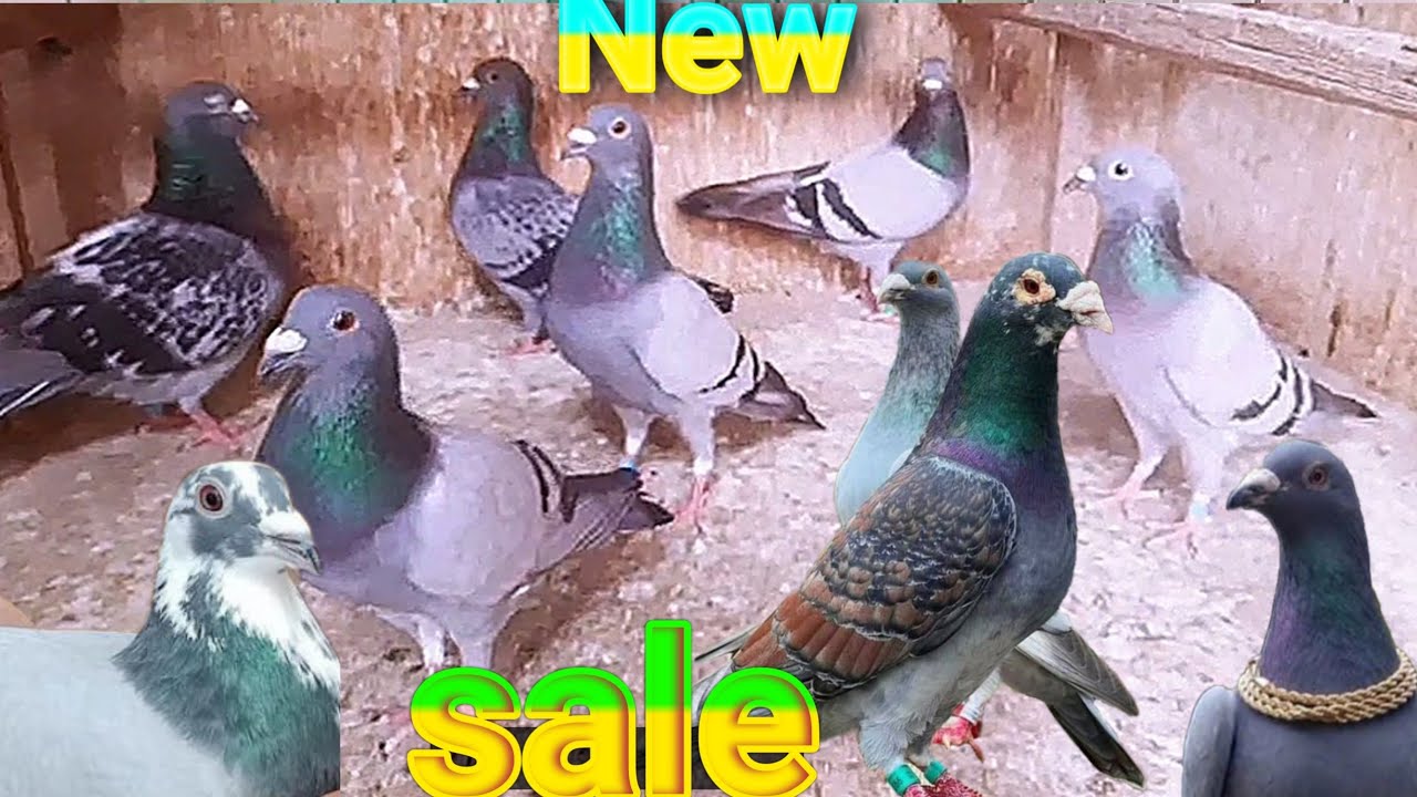 Racer Kabootar sele new video Breeds | for sale Pigeon Price in 2025 Umar Rare Breeds Available