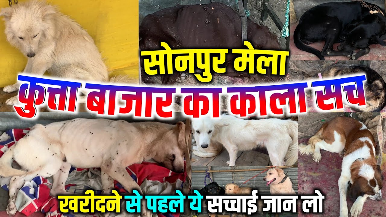 सोनपुर मेला के कुत्ता बाजार का खुल गया पोल 😱 | sonpur mela dog market 2025 | sonpur mela 2025 