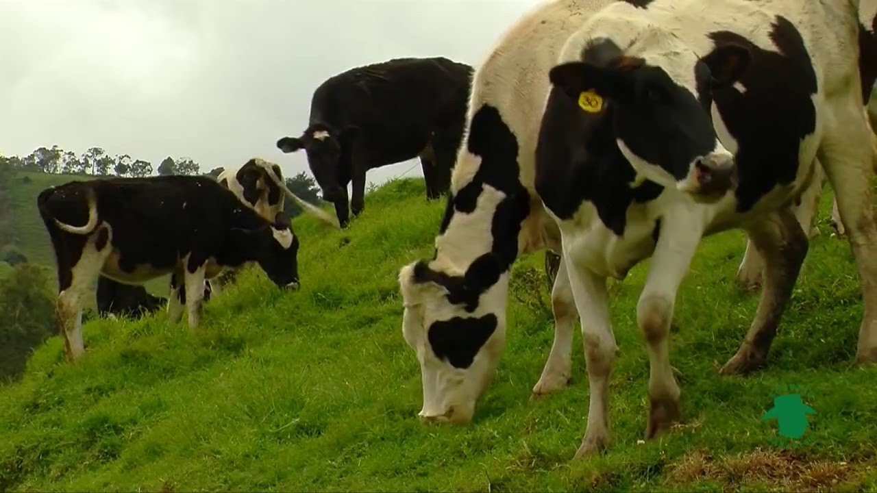 Características de las pasturas en clima frío - TvAgro por Juan Gonzalo Angel