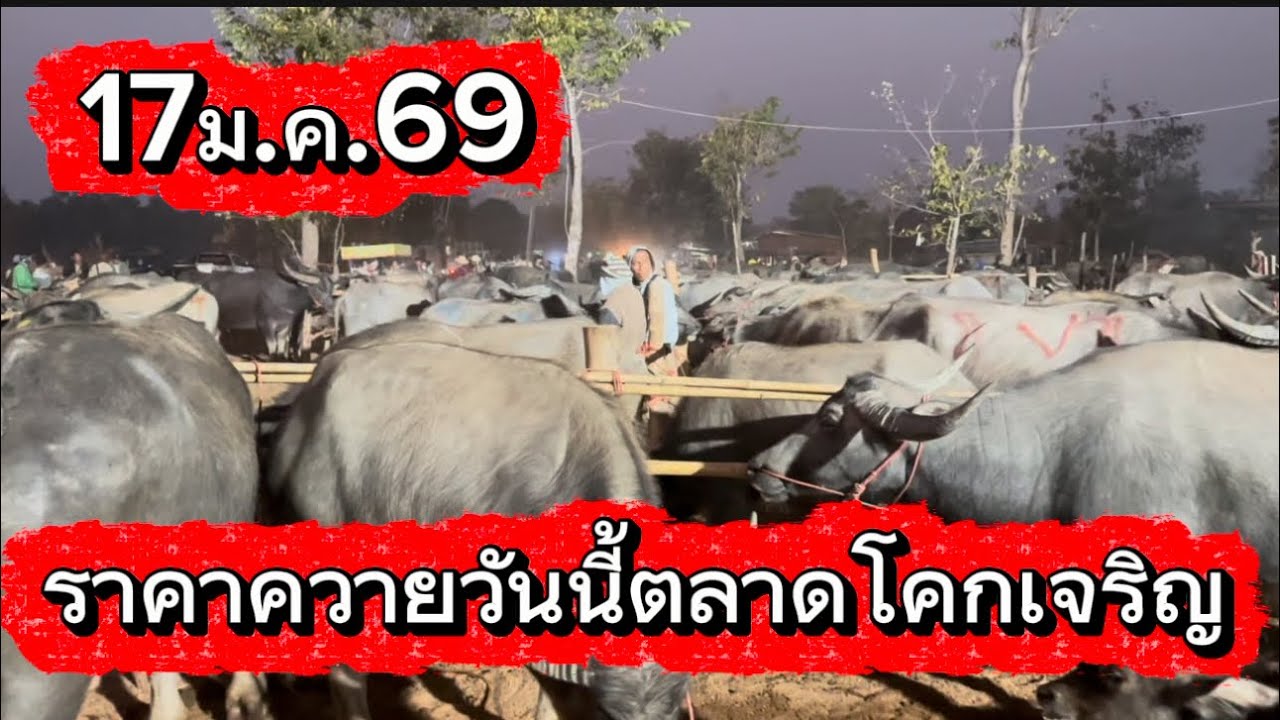 ลุงวิมลเลาะชมบรรยากาศชื่อขายควายตลาดโคกเจริญ อ.สว่าง จ.สกลนคร #ราคาควายวันนี้ 17/1/69