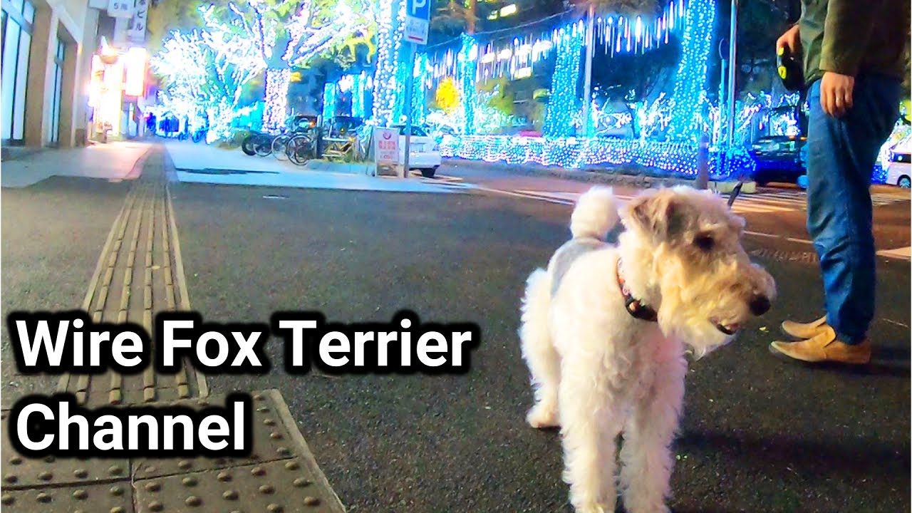 Wire Fox Terriers and Illuminations