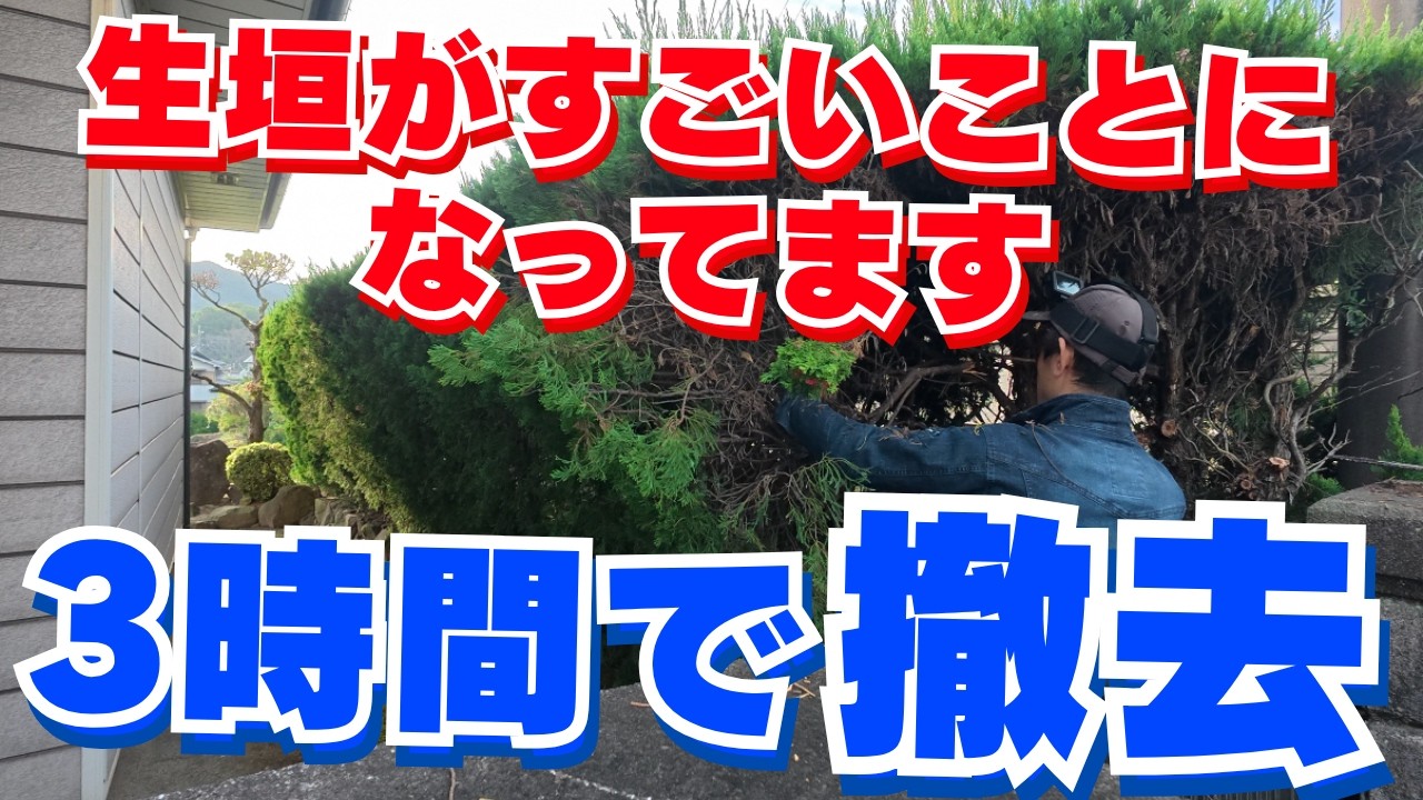 荒れまくった生垣を3時間で伐採！岡山出カイズカイブキ30本をプロの技でスピード撤去！庭師の本気