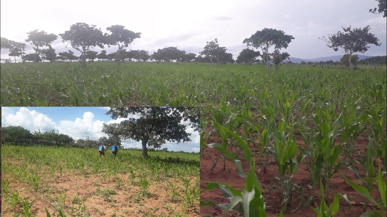 limpa do milho com herbicida calaris!