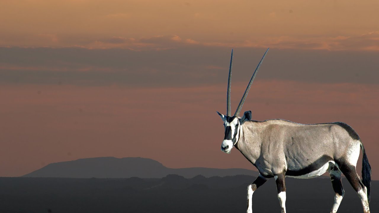 Hunting Oryx in Namibia with Blaser Safaris