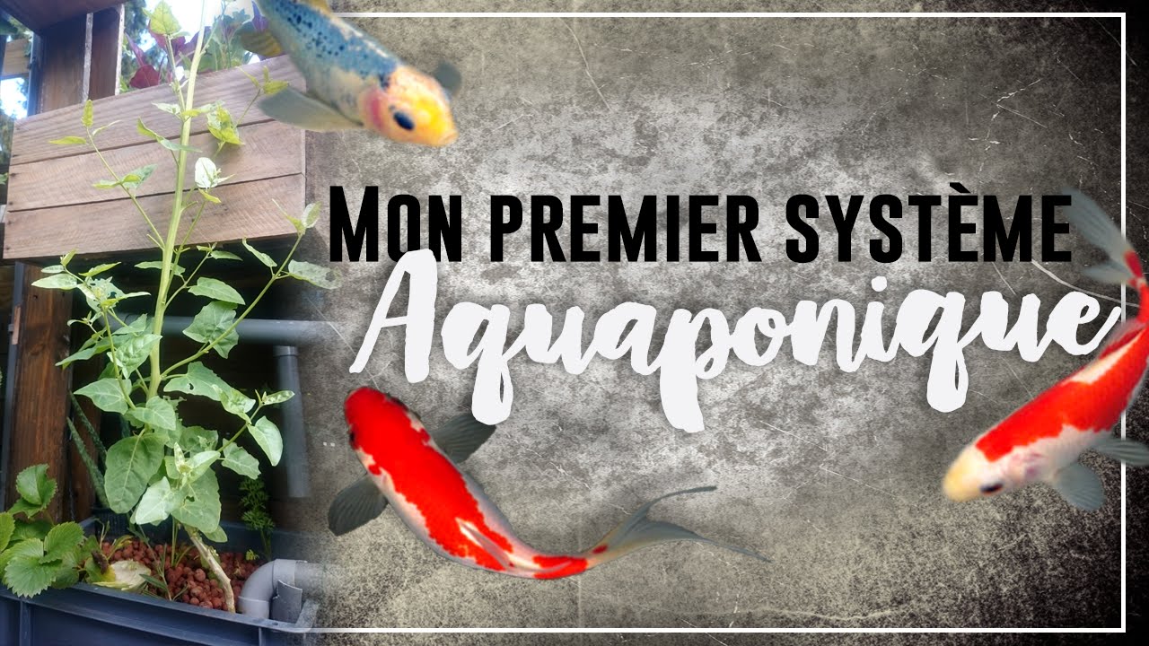 💧AQUAPONIE : Système aquaponique hors serre (palettes)