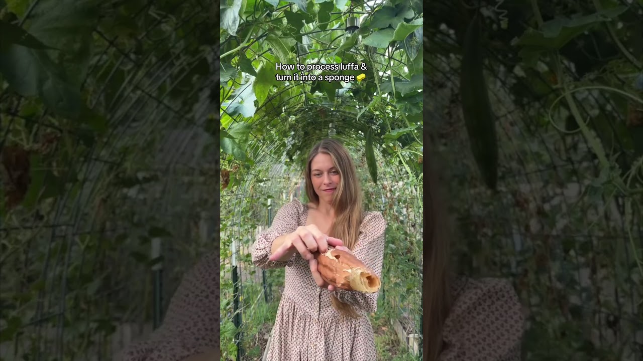 How To Process A Luffa & Sew It Into A Sponge  #gardening #luffa #loofah
