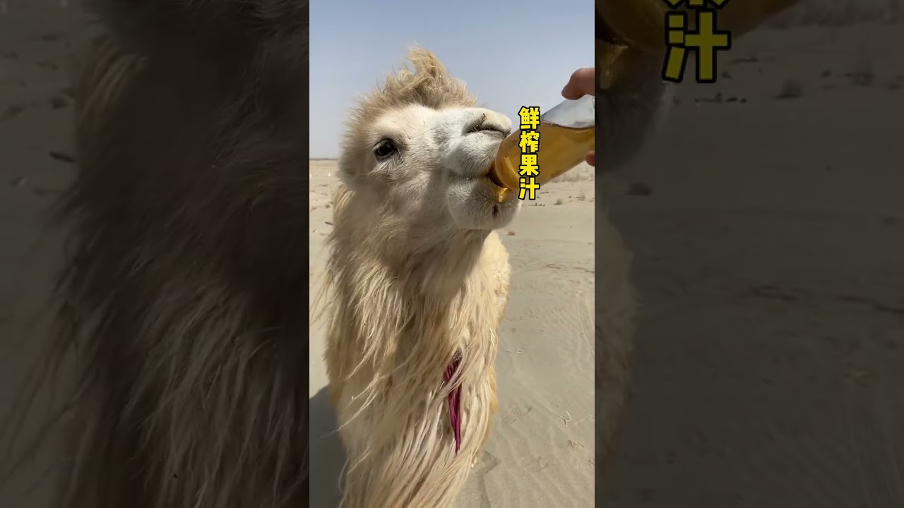 Oasis in a glass: camel guzzles juice🍹in the sands. #animals #camells #camel